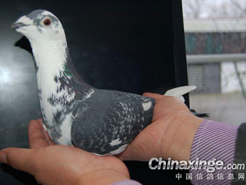 �������룺�趨���=�ɹ����֣�