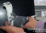 �������룺�趨���=�ɹ����֣�