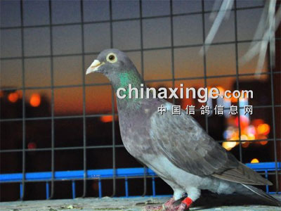 Ư������ɹһ���ҵĸ���(ͼ)