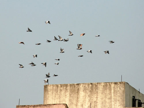 ���᣺������β¥��ץ����