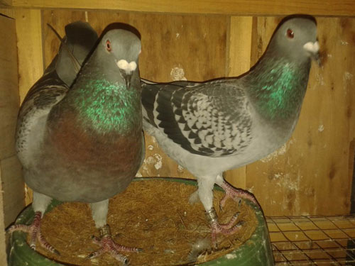 л��л�أ���15�����ڹ���(ͼ)