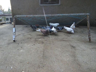 ץ����� �⡰������������(ͼ)