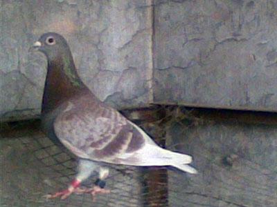 5ֻ���׸���� ���ܷ���ʲô��