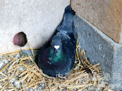 �����Ϸ�ɳ���Ͼ���Ⱦ