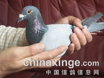 �Ϻ�ǿ��������＾�����Ի�(ͼ)