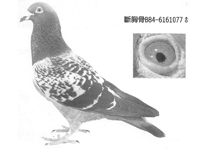 ղɭ�����عǡ�Ʒϵ(ͼ)