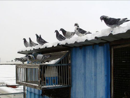 �ش�ʧ����ѩ�ҷɸ벻��