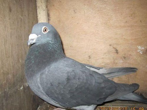 С˵���أ���������Ƥ����(һ)