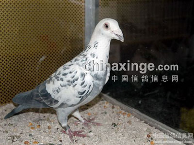 С˵���أ���������Ƥ����(��)