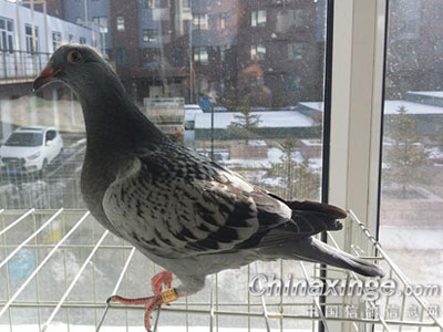 ɹ�����ճɣ���������11��(ͼ)