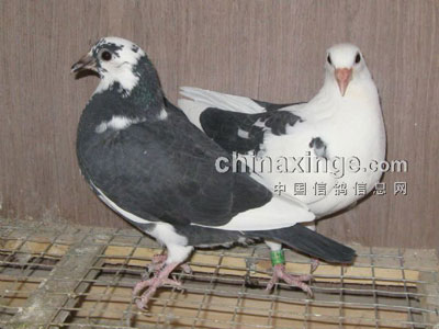 С˵���أ���������Ƥ������