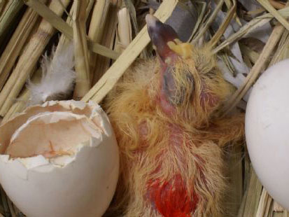 ���������Ʒ���17��ĸ뵰