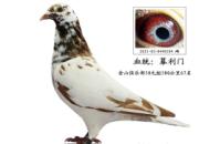 ��Ѫ�����ˡ���500����ɹ�����(ͼ)