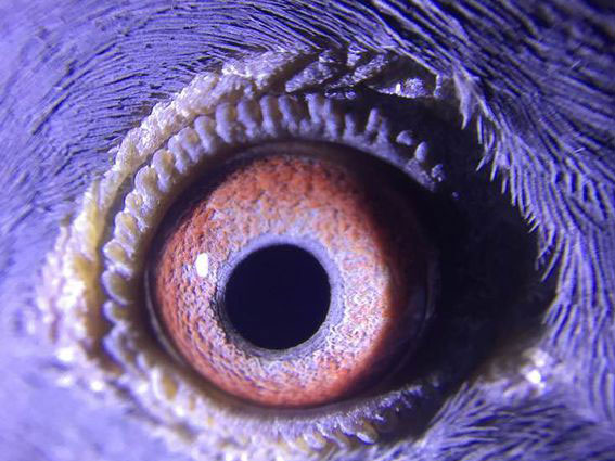 ����ã�һ�󲨸�������Ϯ(ͼ)