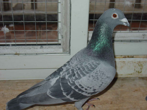 �ͷɲ���500���