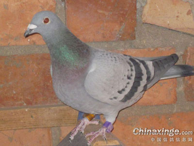 �������������ｻ���������(ͼ)