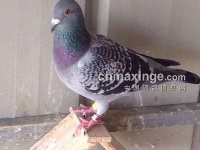 �չ�֮ս�����������ս2016(ͼ)