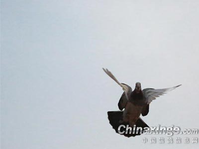 ѧ��Ӱ ������ҵ���ģ�ء�(ͼ)