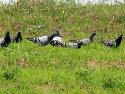 60���Ұ��ʽ����ѵ�� ��������