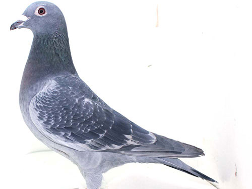 ��ϲ���ĸ� ��ÿ�ζ�ѹ����(ͼ)