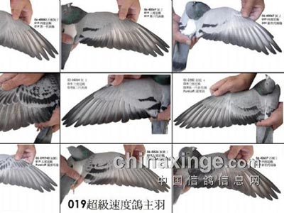 ���ۼ��� ������ֻƾ���ۼ��� 