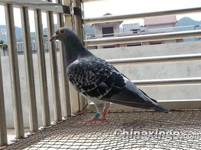 ���ӷ����� ��ȴû���ѣ�(ͼ)