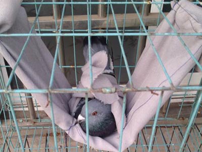 ����˫�ȹ��� �����ο�����(ͼ)