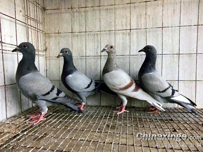 ����ʧ���� �ٿ���ʧ�����