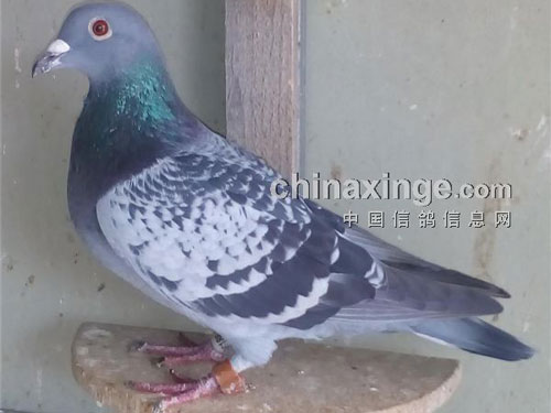 С�۲������ƣ��պ���������֤(ͼ)