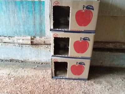 ���벻װ�� ƻ�����ӵ�����(ͼ)