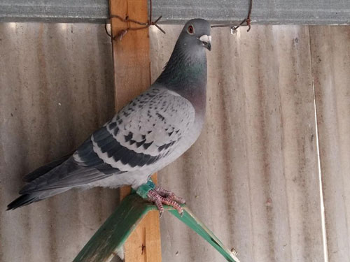 ����һֻ �Ա�����(ͼ)