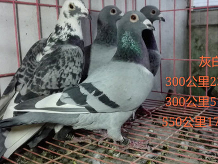 ֵ����280Ԫ��������̭�롱(ͼ)