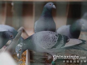 ������ø�������ǰ��