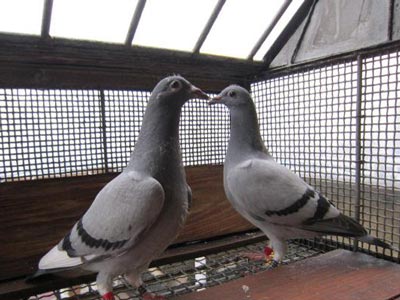 С���뾭������� �𱻸�����