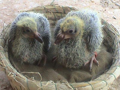 �������� �ϱ������