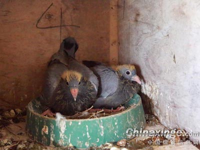 �������������׸� �����վ�Ӣ����(ͼ)