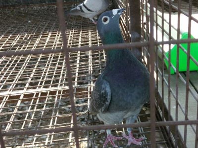 ���ѵ������� ����Ʒ��(ͼ)