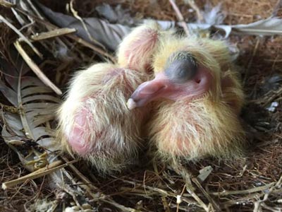 ���������衱���������׸���(ͼ)