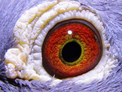 ���ĸ��� ��ӭ��ש��(ͼ)