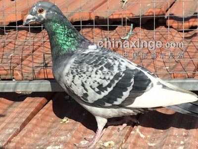 δѵ��С���� ����罭��Ҳ�鳲(ͼ) 