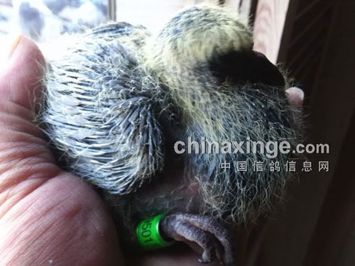 ©�����ֲ�������16���»�(ͼ)