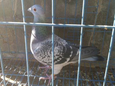 ����ã���Щ������(ͼ)