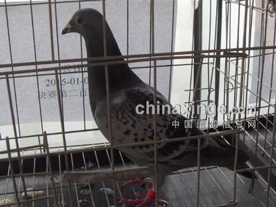 2015�������ܽ᣺������(ͼ)