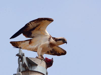 С���Ӵ��ǻ� ������ʤ��ӥ��