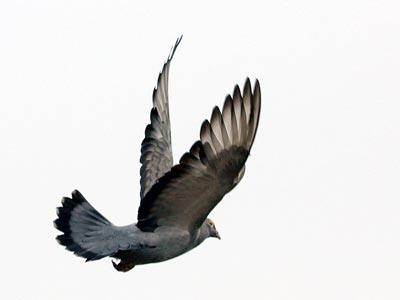 �Ѹ�����Զ���ڵڶ�λ(ͼ)