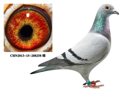 ����������Ѫ�ָ� �ǳ����⣡(ͼ)