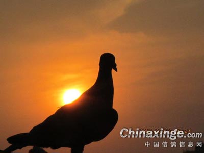 �رȻ����ͼ����� ʹʧ�����Ǿ�