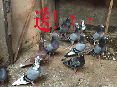 ��Ľ��������Ҫ���������ָ�(ͼ)