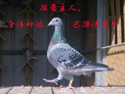 ���һ��Ѫ �ۼ��ָ뾫������(ͼ)