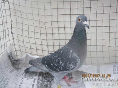 ��С�Ը� 90��ɹ��δ��������(ͼ)